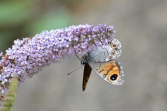 Lasiommata majuscula