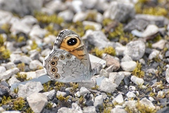 Lasiommata majuscula