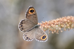 Lasiommata majuscula