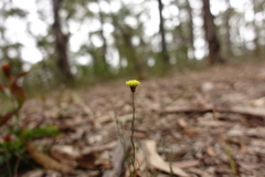 Leptorhynchos nitidulus