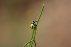 Commius