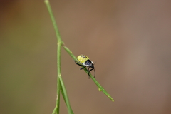 Commius