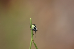 Commius