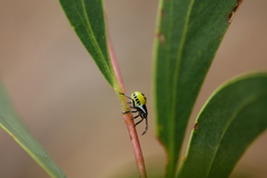 Commius
