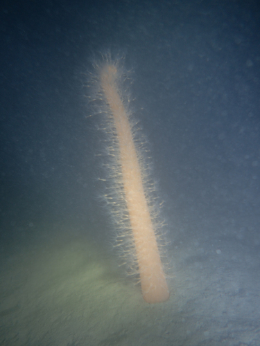 Veretillum cynomorium