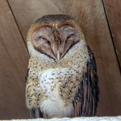Tyto alba punctatissima