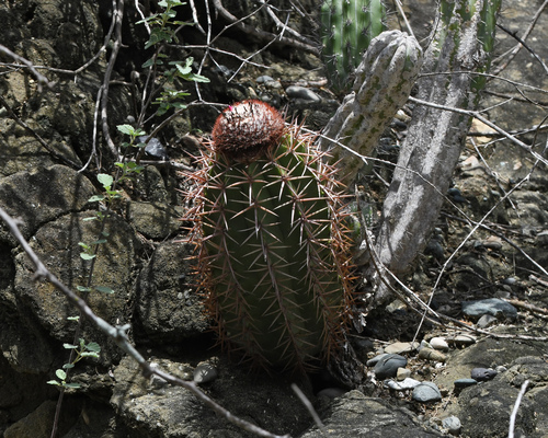Lemaire's Turk's Cap Cactus (Melocactus lemairei)