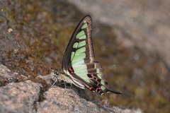 Graphium cloanthus