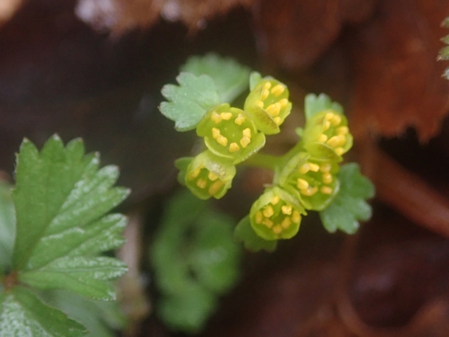 Chrysosplenium rhabdospermum iNat (1)