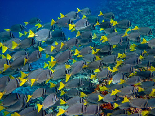 Razor Surgeonfish