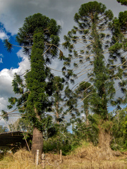 Araucaria bidwillii