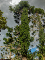 Araucaria bidwillii