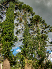 Araucaria bidwillii