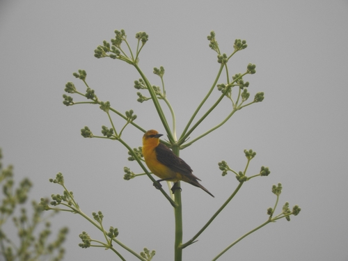 Goldstärling (Xanthopsar flavus)