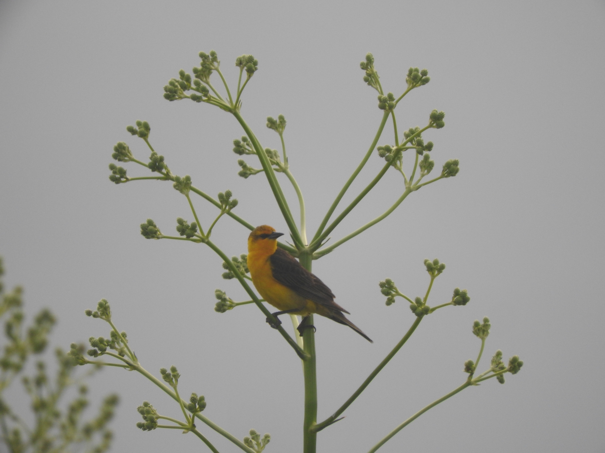 Saffron-cowled Blackbird (Xanthopsar flavus)