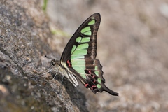 Graphium cloanthus