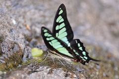 Graphium cloanthus