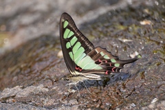 Graphium cloanthus
