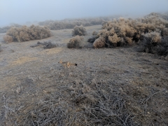 Vulpes macrotis mutica