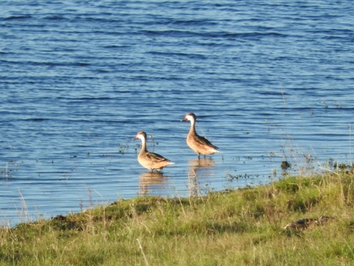 White-cheeked Pintail