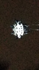 Gasteracantha cancriformis