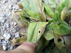 Plantago raoulii