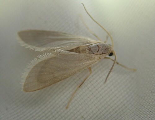 Acentria ephemerella