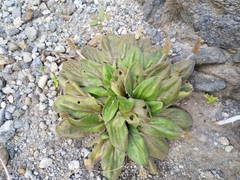 Plantago raoulii