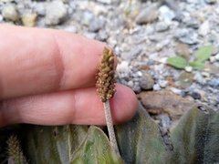 Plantago raoulii