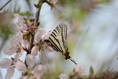 Graphium alebion