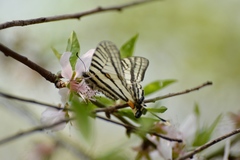 Graphium alebion