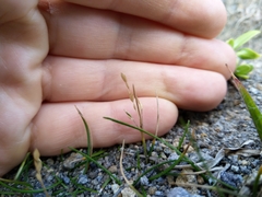 Zoysia minima