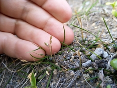 Zoysia minima
