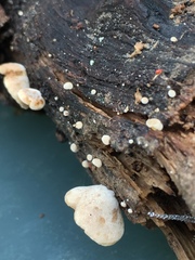 Simocybe haustellaris