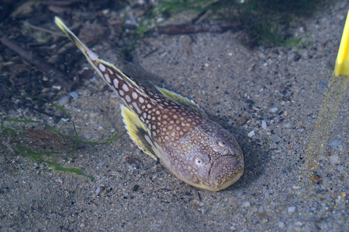 Longnosed stargazer (Ichthyscopus lebeck) — Uranoscopidae