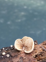 Simocybe haustellaris