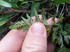 Asplenium appendiculatum maritimum