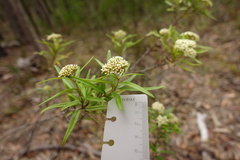 Ozothamnus argophyllus