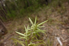 Ozothamnus argophyllus
