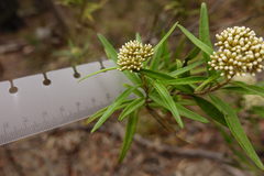 Ozothamnus argophyllus