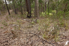 Ozothamnus argophyllus