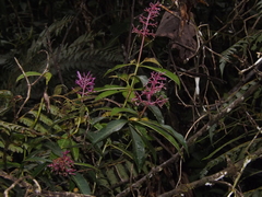 Palicourea angustifolia