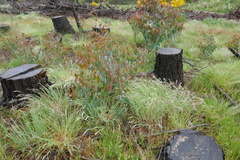 Eucalyptus delegatensis