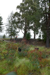 Eucalyptus delegatensis