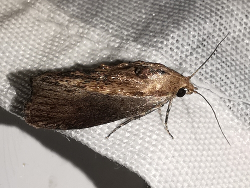 Galleria mellonella