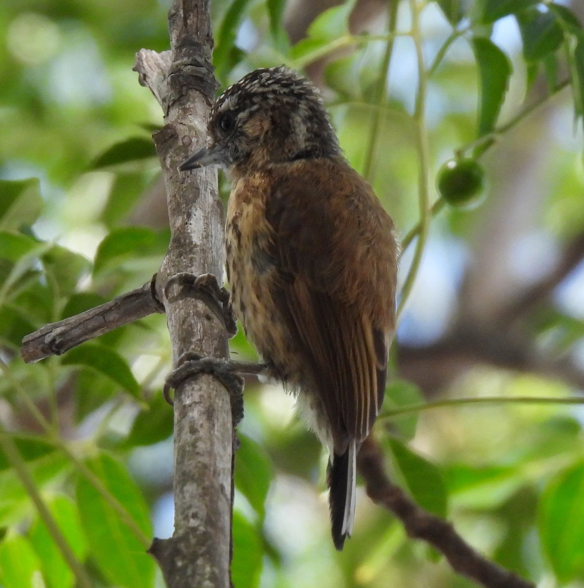 Mottled Piculet (Picumnus nebulosus), photo 7