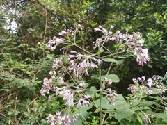 Peteravenia malvifolia