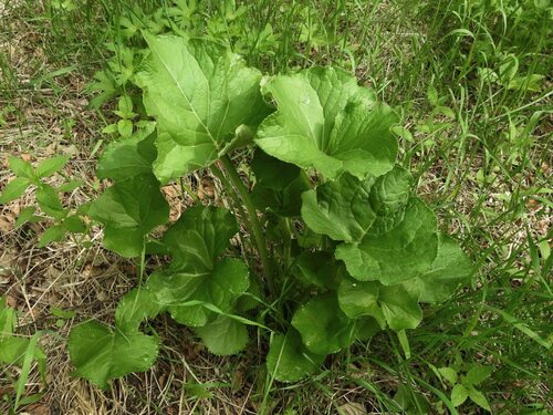 Image of Ligularia fischeri by (c) Анна Васильченко, some rights reserved (CC BY)