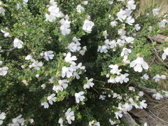 Prostanthera cuneata