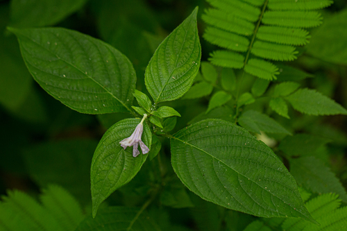 Ruellia prostrata image